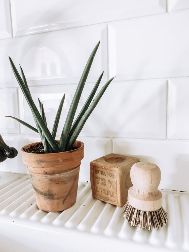 Plant Care tips for beginners