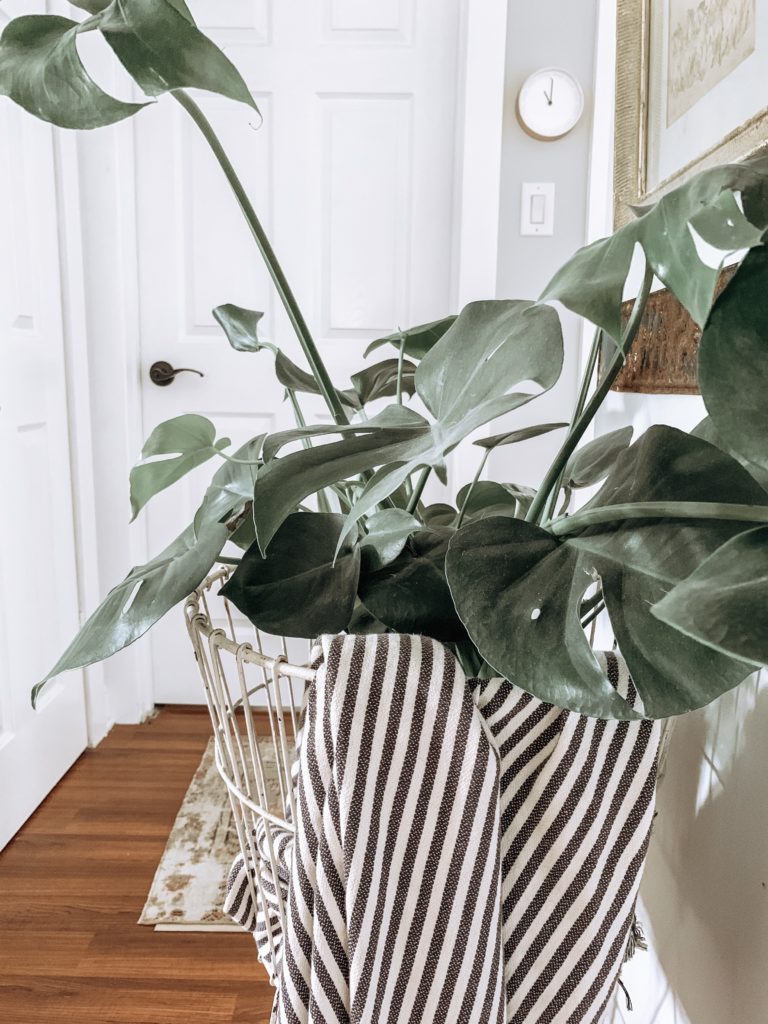 Plant care tips for beginners